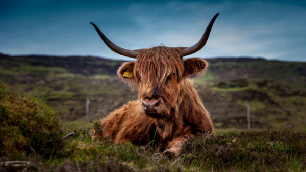 Taurin: Funktion, Wirkung und Dosierung