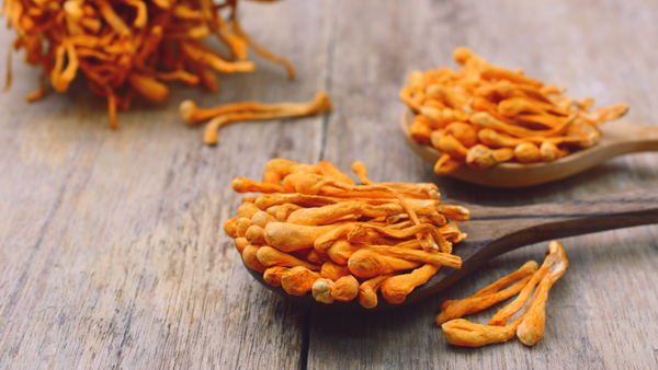 Heilpilz Cordyceps: Mehr Energie, Konzentration und Potenz?