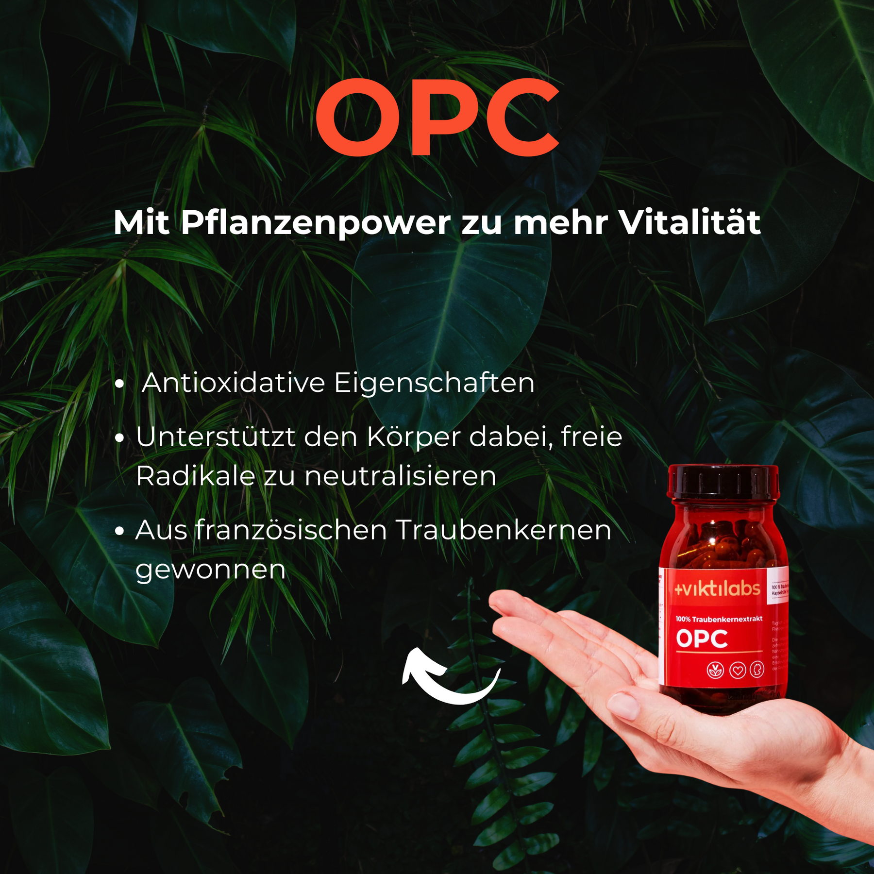 Pflanzenpower Paket: Kurkuma, OPC, Bio Grapefruitextrakt
