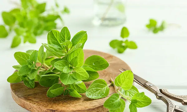 Oreganoöl: Das natürliche Antibiotikum