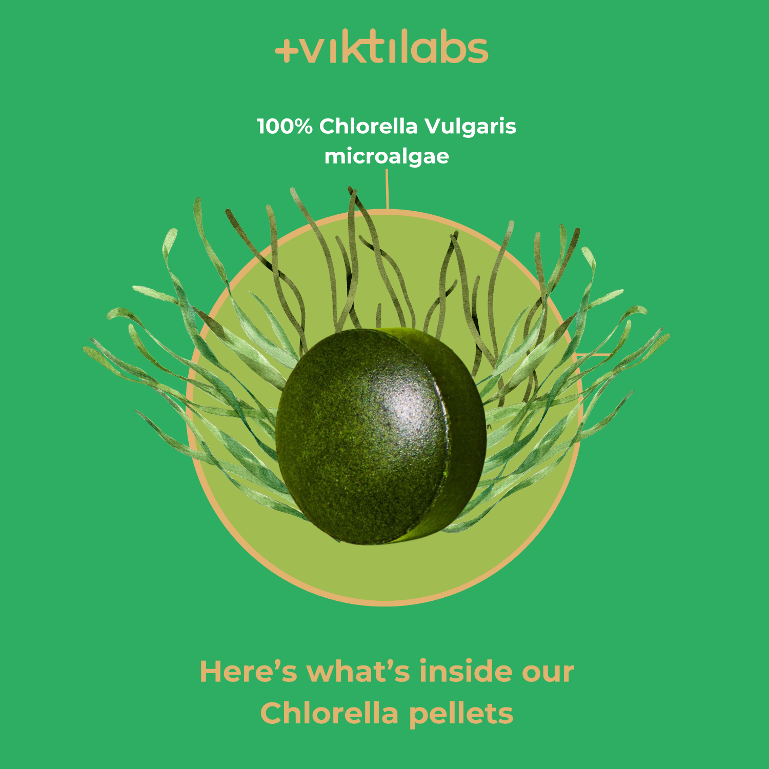 Englisch Chlorella 4 [lang-en]