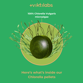 Englisch Chlorella 4 [lang-en]