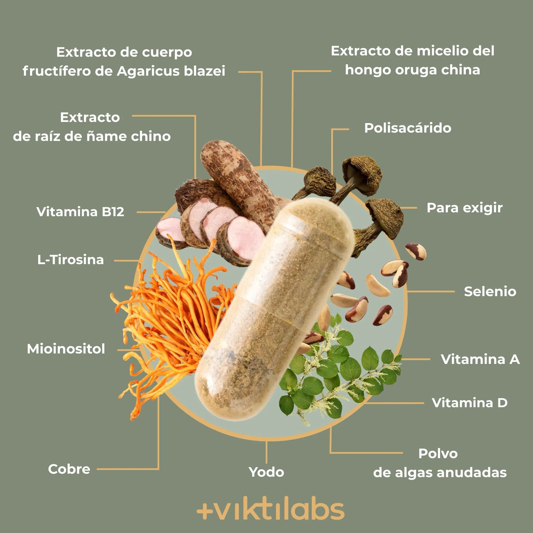 viktilabs-thyreo-daily-infografik-ingredientes [lang-es]