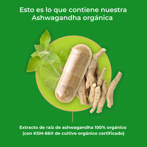 viktilabs-ashwagandha-infografik-ingredientes [lang-es]