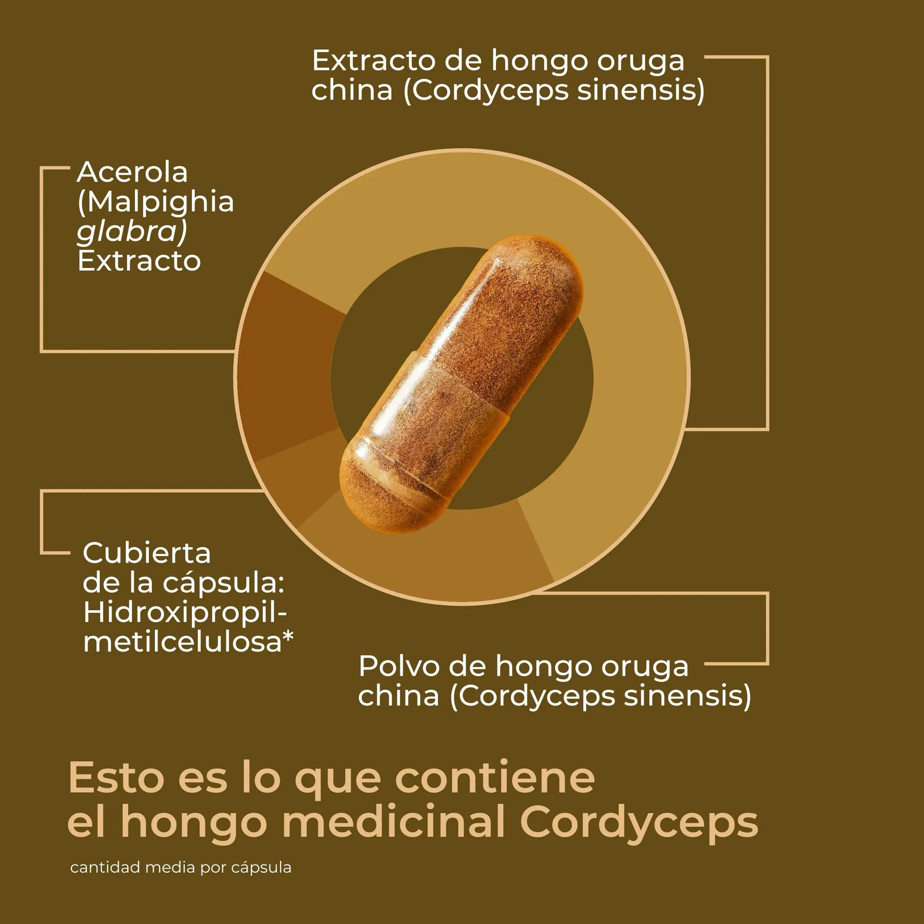 viktilabs-cordyceps-infografik-ingredientes [lang-es]