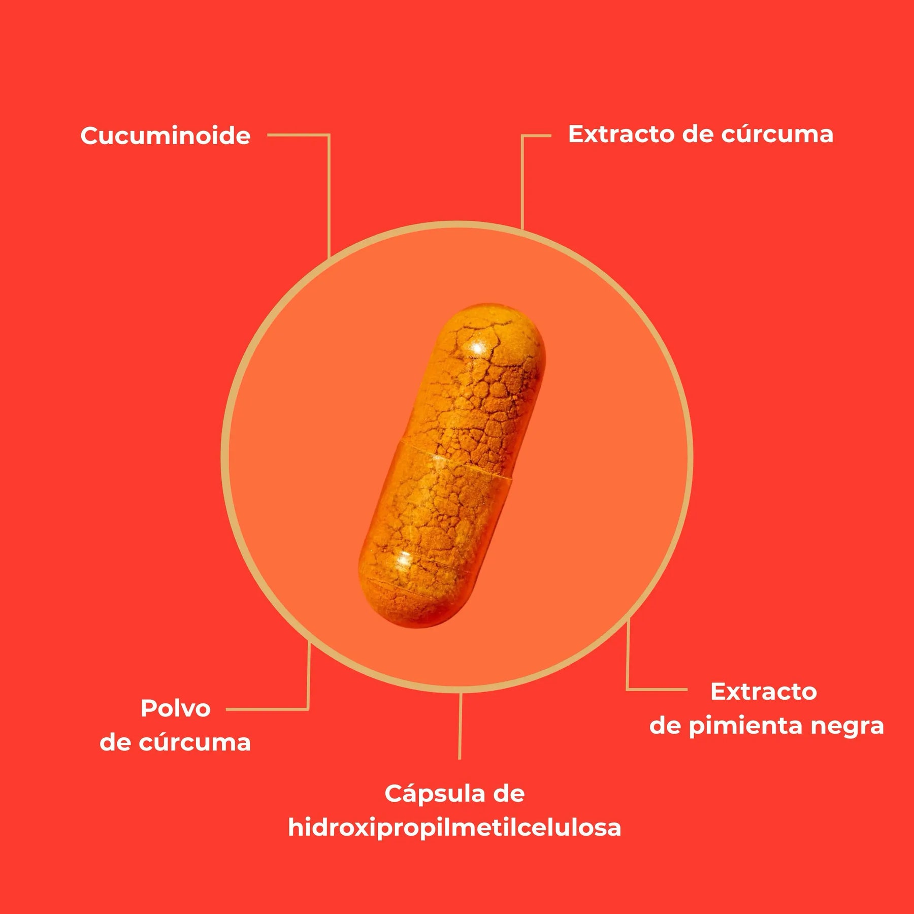 viktilabs-curcuma-extrakt-infografik-ingredientes [lang-es]
