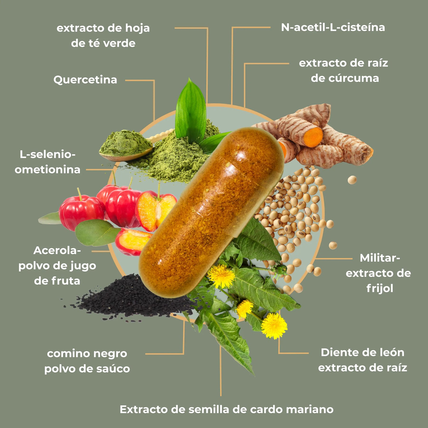 viktilabs-revitoxa-infografik-ingredientes [lang-es]