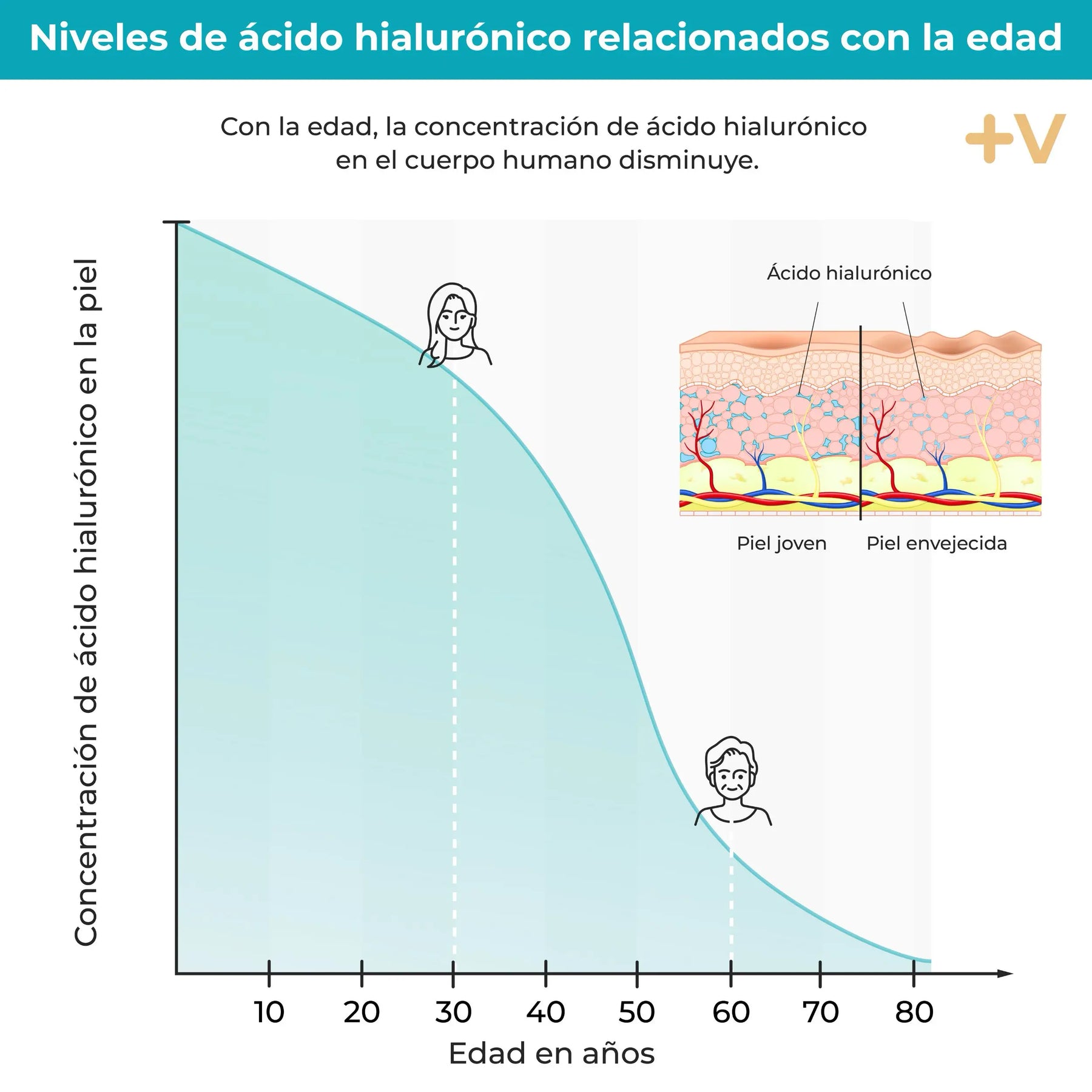 viktilabs-hyaluronsäure-infografik-haut [lang-es]