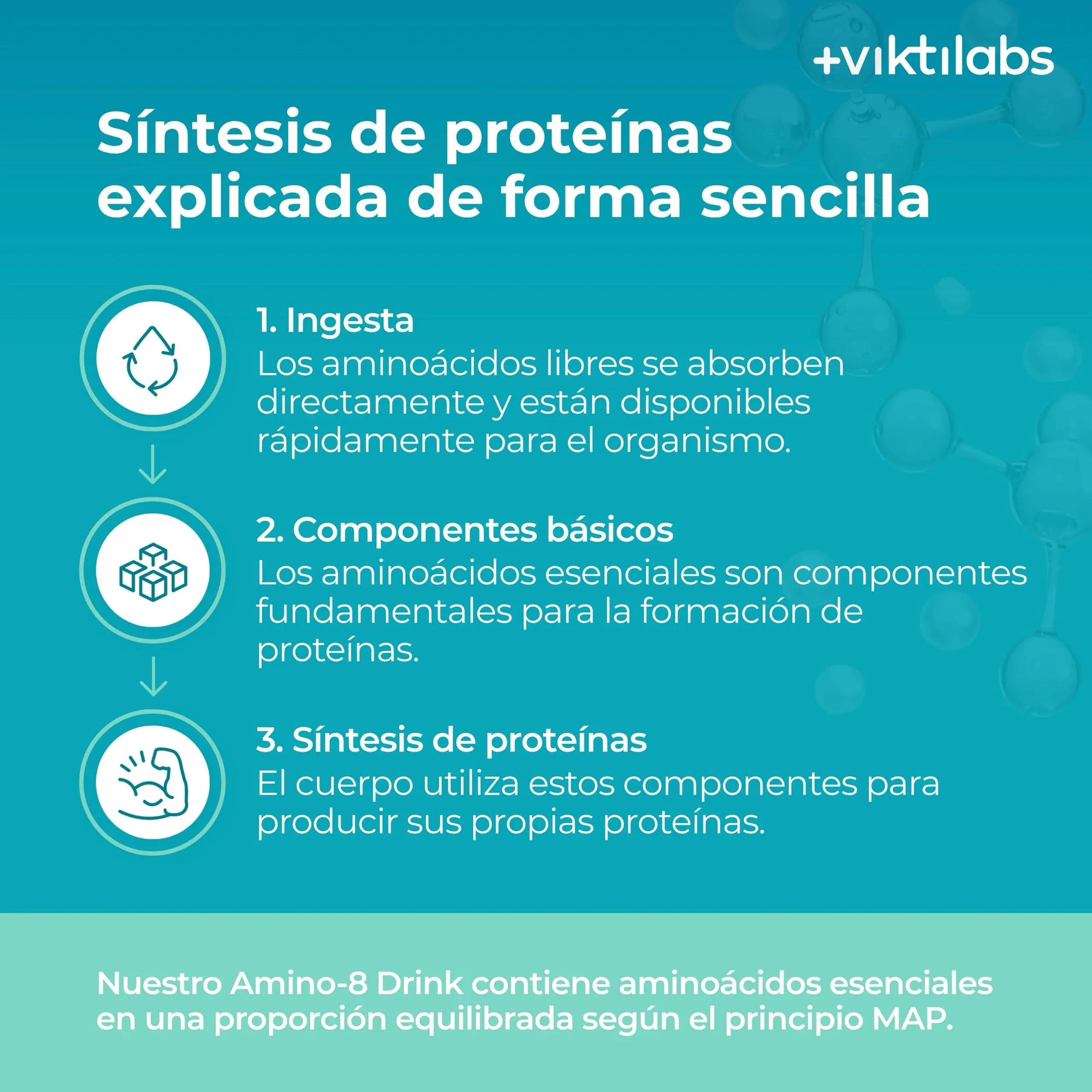 viktilabs-amino-8-zitrone-infografik-proteinsynthese [lang-es]