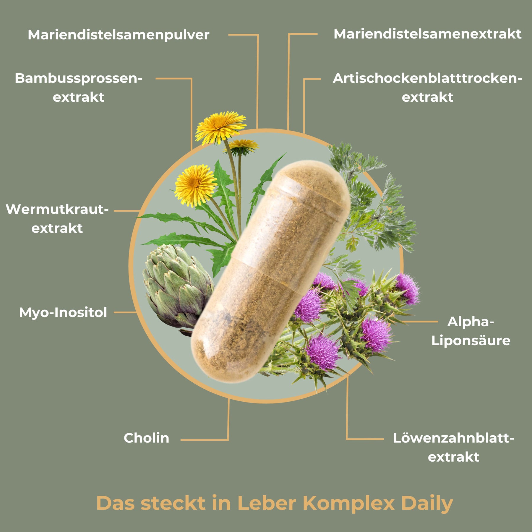 Leber Komplex Daily Info 3 [lang-de]