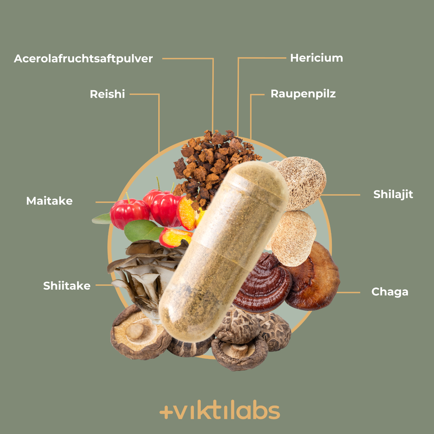 Viktilabs MykoBalance Pilzkomplex Info 4 [lang-de]