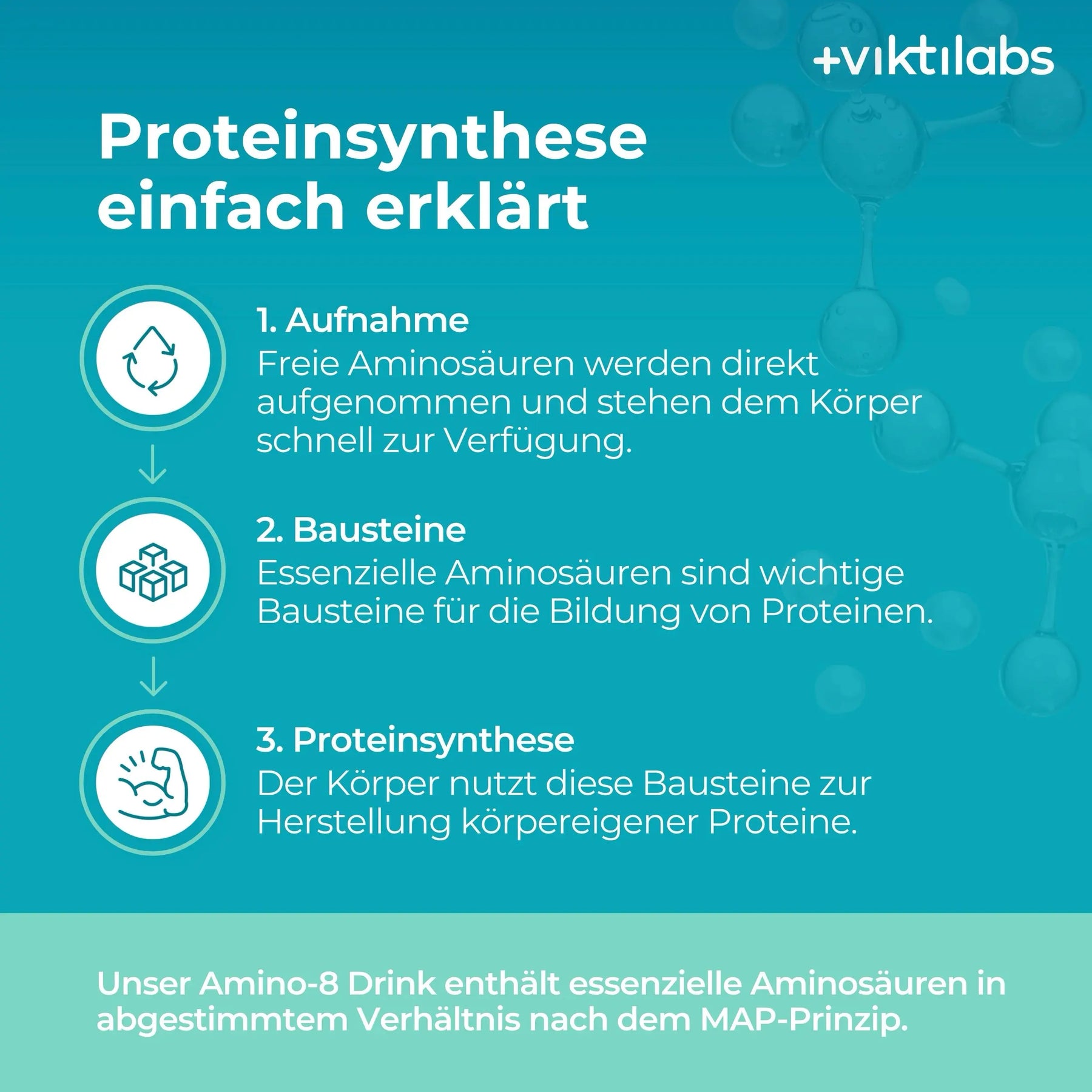 viktilabs-amino-8-zitrone-infografik-proteinsynthese [lang-de]