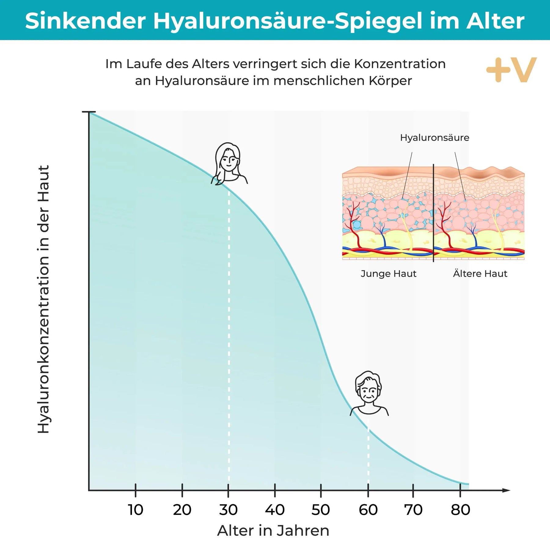 viktilabs-hyaluronsäure-infografik-haut [lang-de]