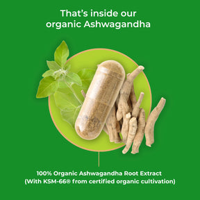 viktilabs-ashwagandha-infografik-ingredients [lang-en]
