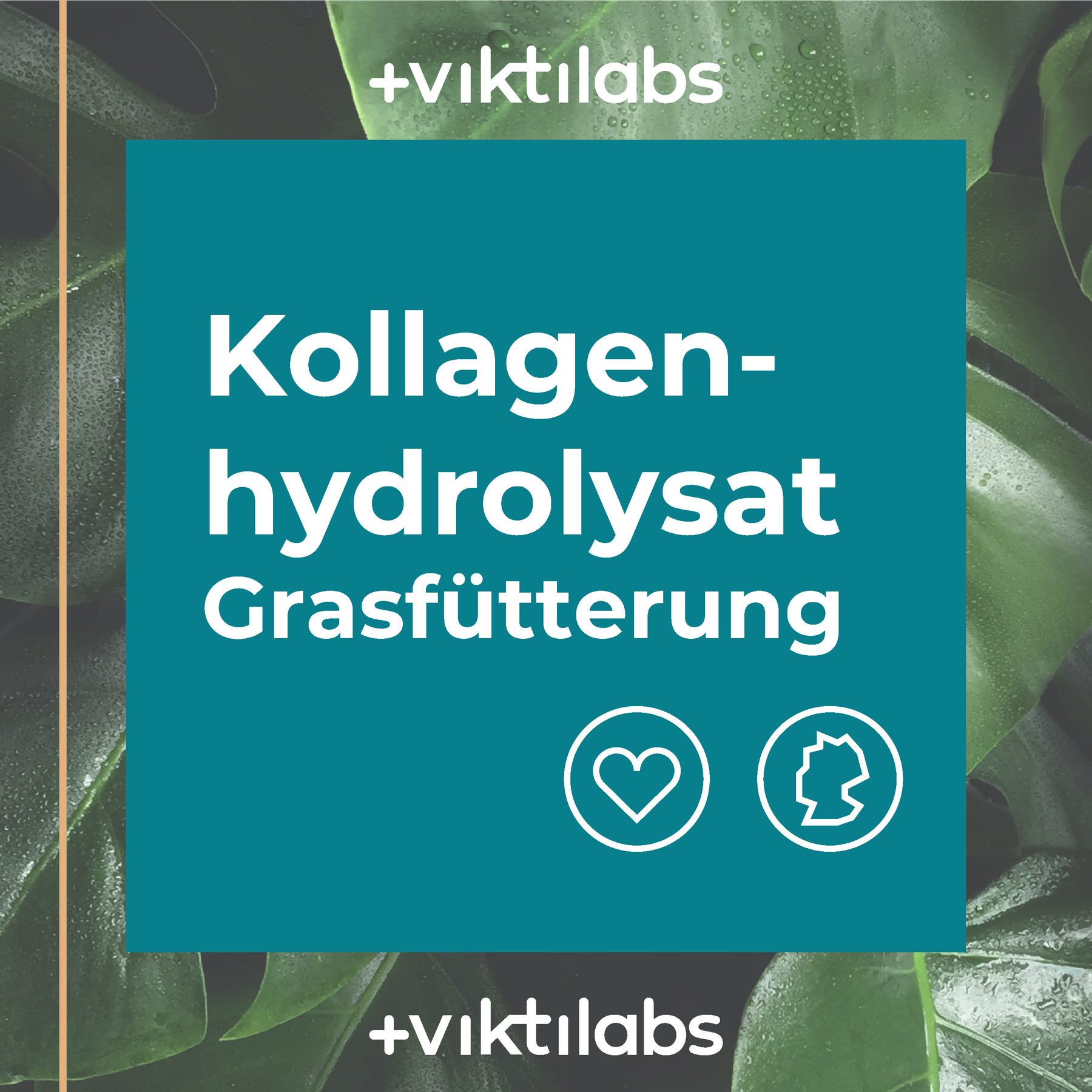 12 Packungen Kollagen aus Grasfütterung á 500g